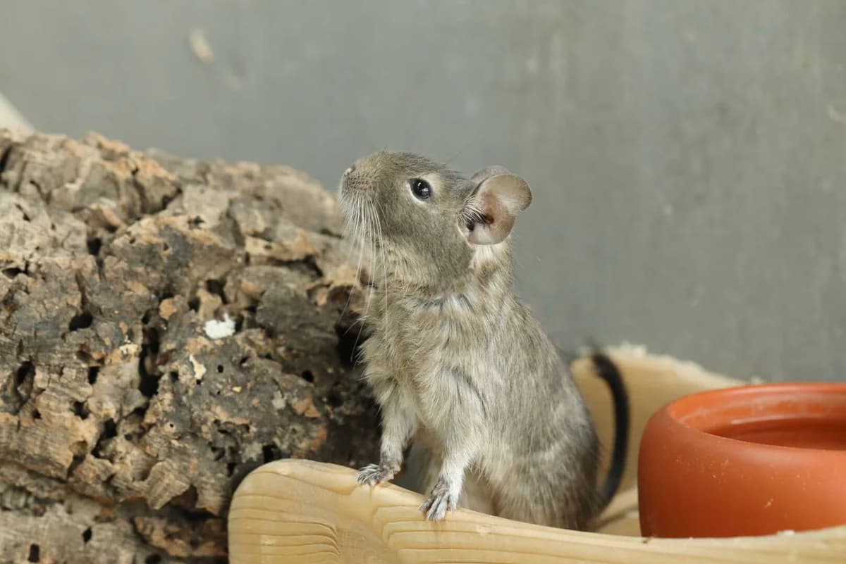 Degu-Gruppe (w), female 4yo Degu for adoption at Tierheim Berlin, Berlin