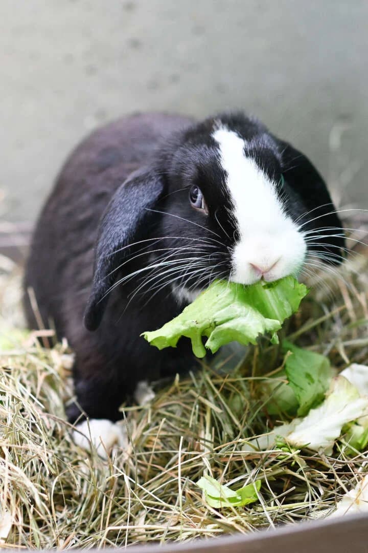 Donald &, grau male 4yo mixed breed for adoption at Tierheim Berlin, Berlin