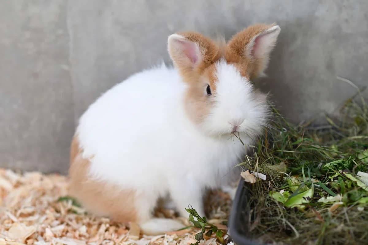 Drops, female 4yo mixed breed for adoption at Tierheim Berlin, Berlin