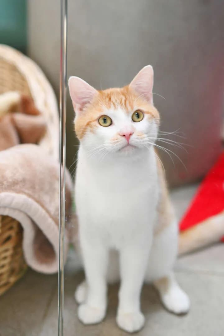 Eddy, male 3yo European Shorthair for adoption at Tierheim Berlin, Berlin