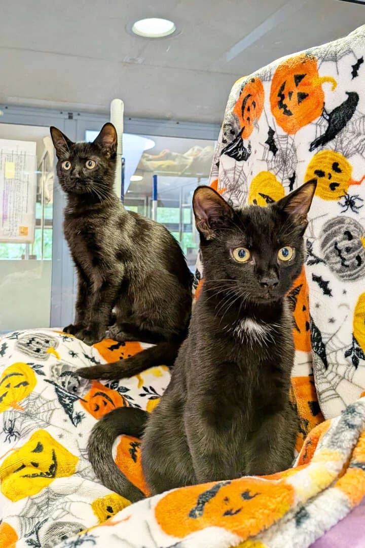 Elmo & Eddie Erdnuss, male puppy European Shorthair for adoption at Tierheim Berlin, Berlin