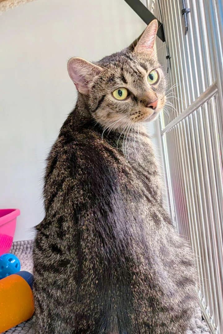 Emilie Erdbeer, female young European Shorthair for adoption at Tierheim Berlin, Berlin