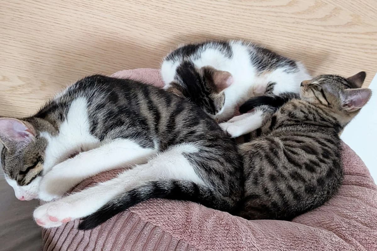 Fiete, Finn &, male puppy European Shorthair for adoption at Tierheim Berlin, Berlin