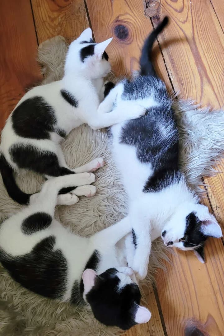 Fiorella, Feechen &, puppy European Shorthair for adoption at Tierheim Berlin, Berlin