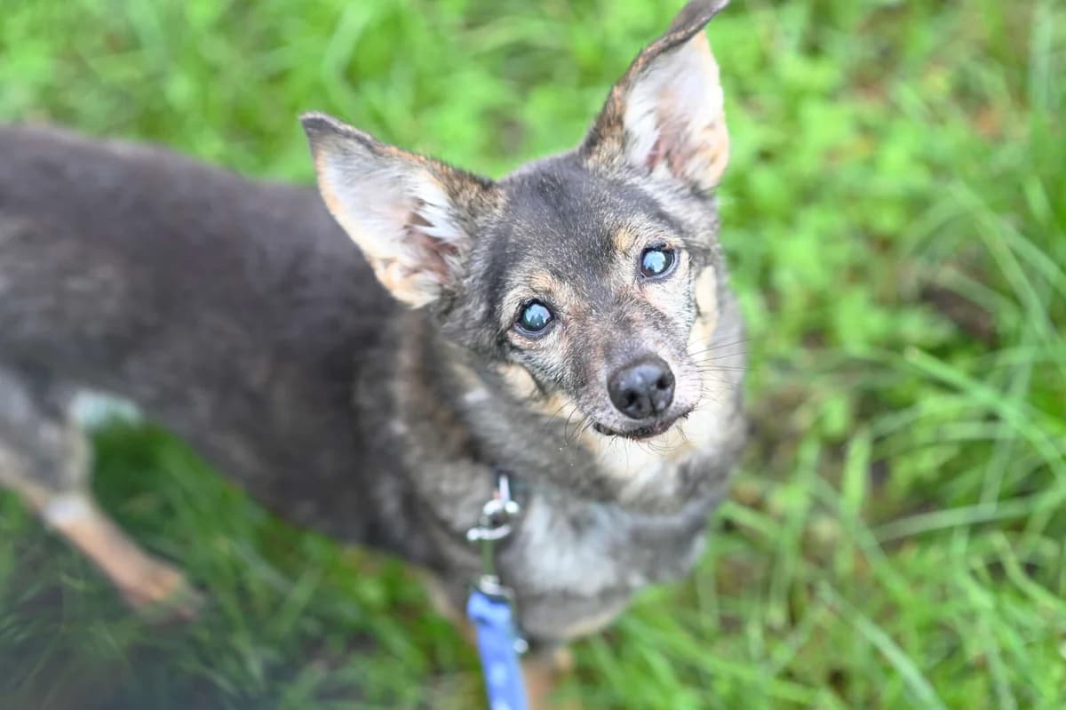 Flöckchen, female senior Dachshund for adoption at Tierheim Berlin, Berlin