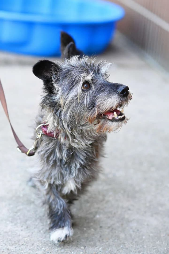 Fussel, male senior Mixed Breed for adoption at Tierheim Berlin, Berlin