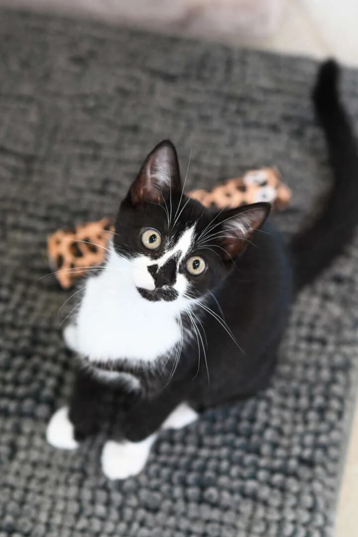 Gaby &, female puppy European Shorthair for adoption at Tierheim Berlin, Berlin
