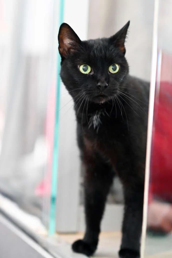 Grammy, female senior European Shorthair for adoption at Tierheim Berlin, Berlin