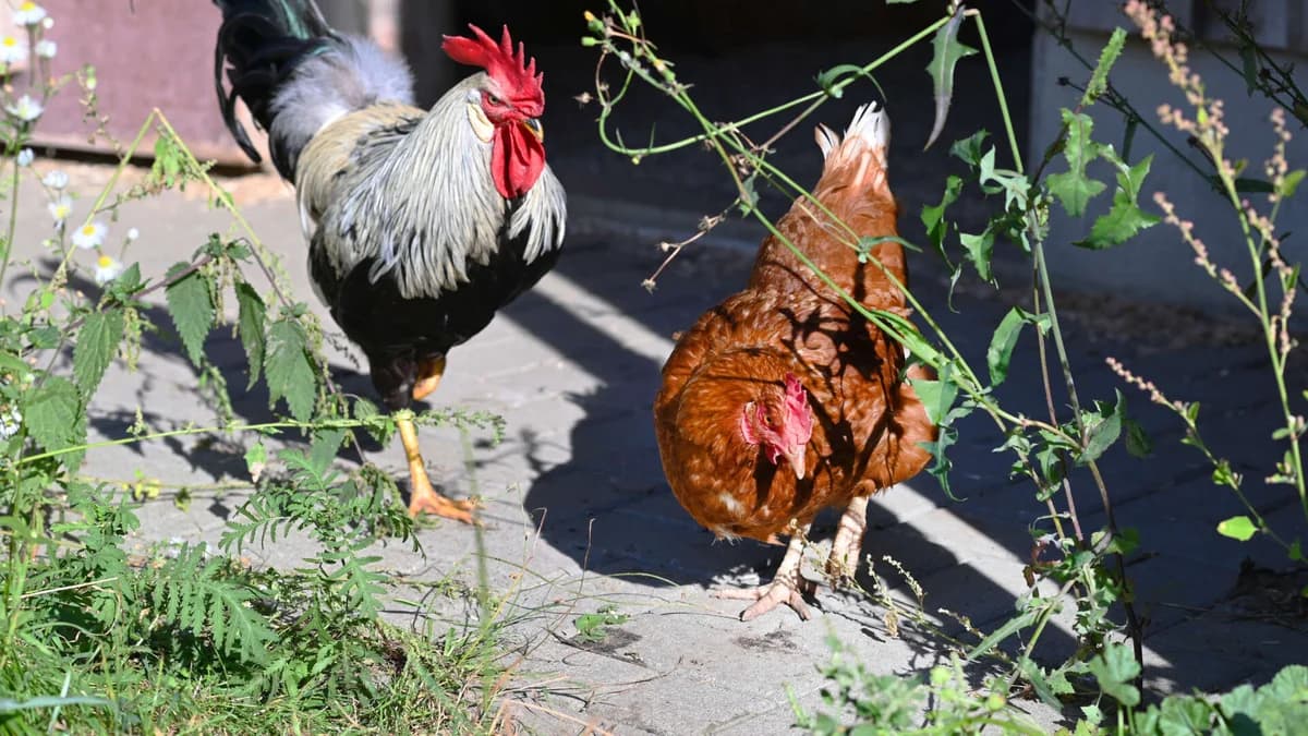 Hennrietta & Tobi, 4yo mixed breed for adoption at Tierheim Berlin, Berlin