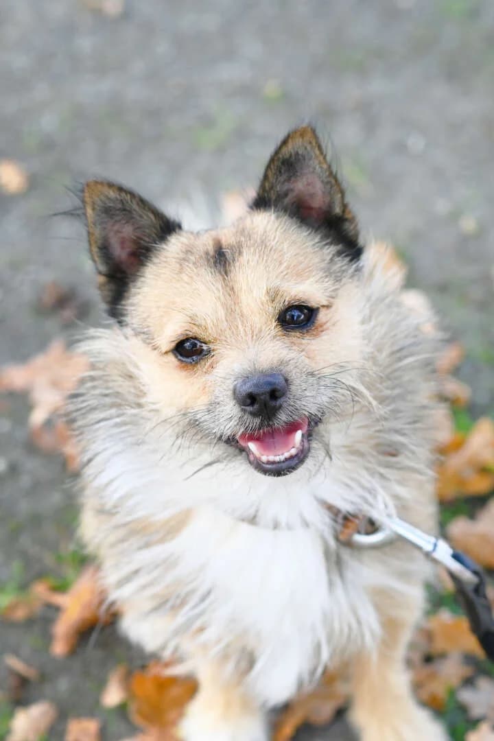 Idefix, male 4yo mixed breed for adoption at Tierheim Berlin, Berlin