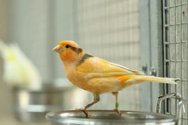Kanarienvögel, 4yo mixed breed for adoption at Tierheim Berlin, Berlin