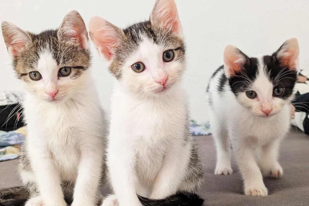 Klรถรchen, Tim &, male puppy European Shorthair for adoption at Tierheim Berlin, Berlin