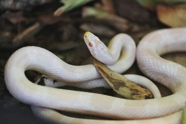 Kornnattern, mixed breed for adoption at Tierheim Berlin, Berlin