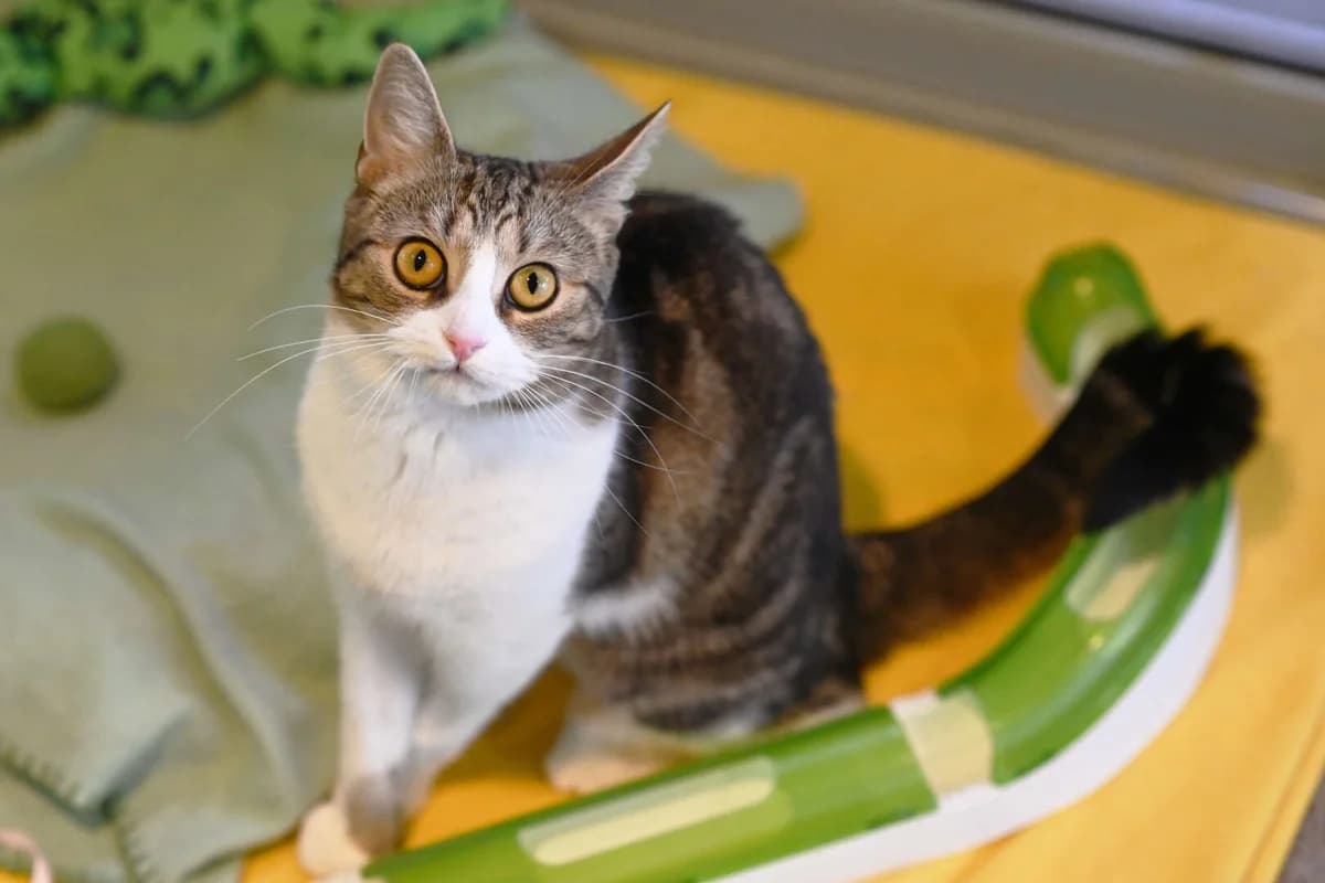 Kytta, female young European Shorthair for adoption at Tierheim Berlin, Berlin