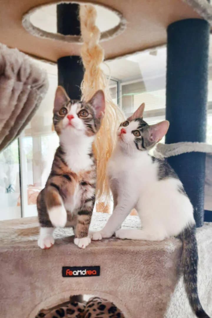 Lacey & Luigi, grau puppy European Shorthair for adoption at Tierheim Berlin, Berlin