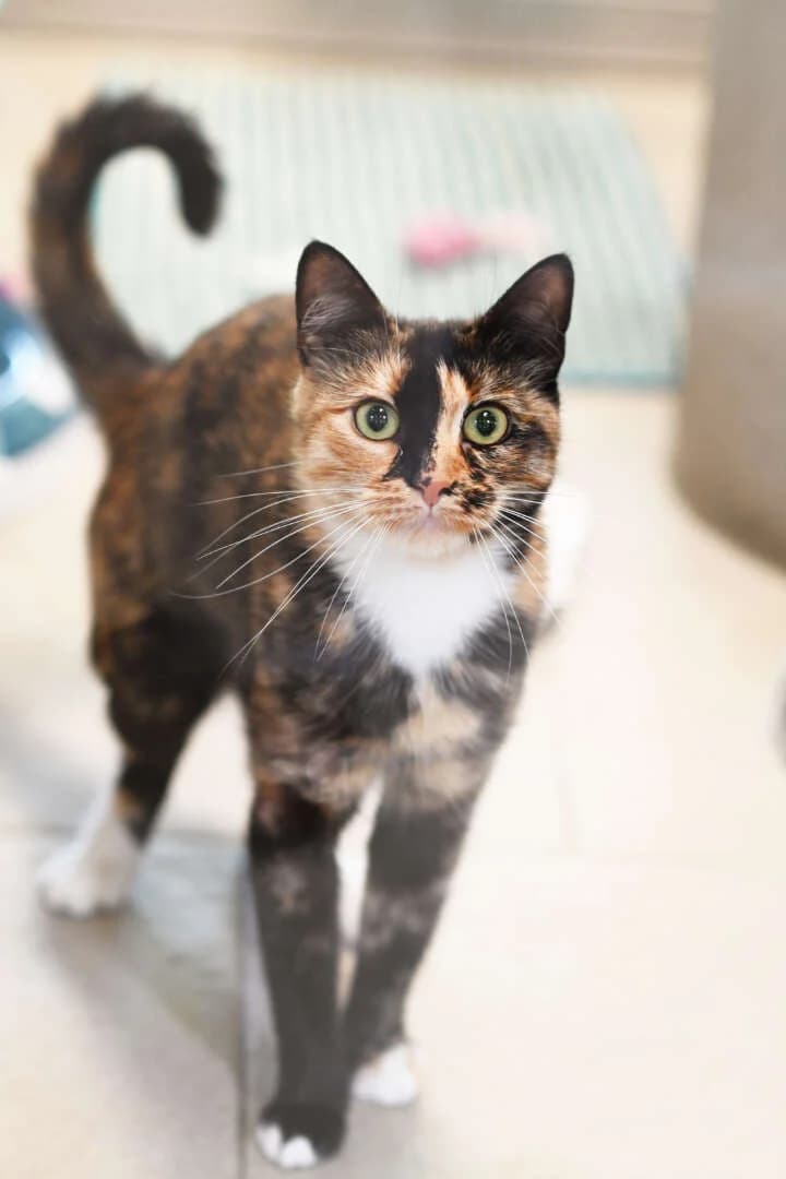 Laura, female young European Shorthair for adoption at Tierheim Berlin, Berlin