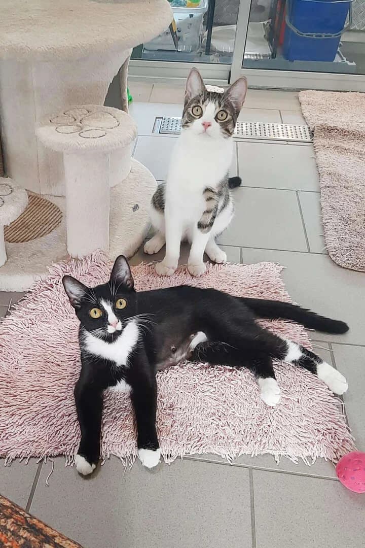 Loki & Lora, 4yo European Shorthair for adoption at Tierheim Berlin, Berlin