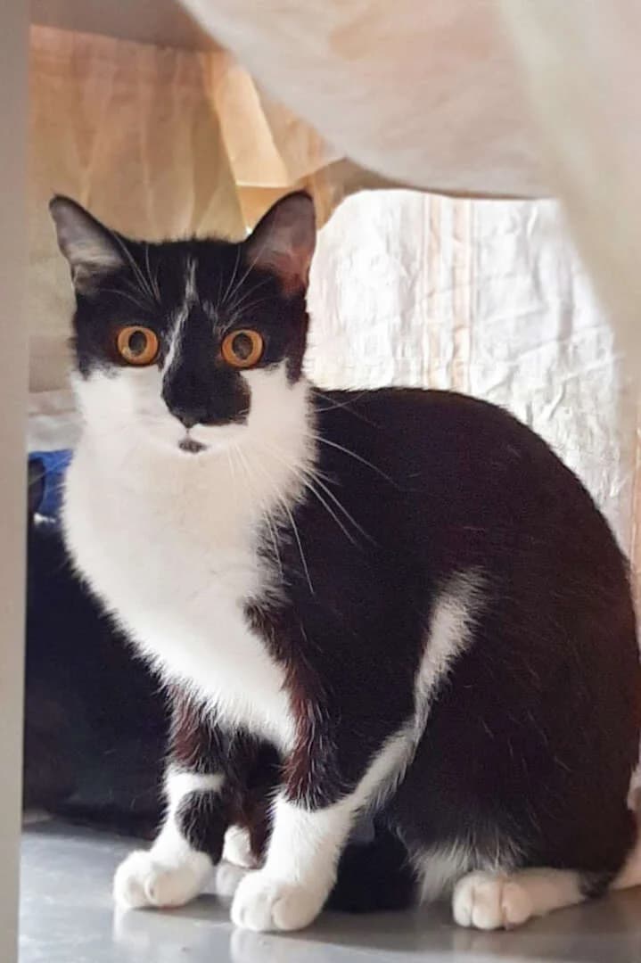 Lulu, Hipsi Tipsi & Birgit Prinz, female 4yo European Shorthair for adoption at Tierheim Berlin, Berlin