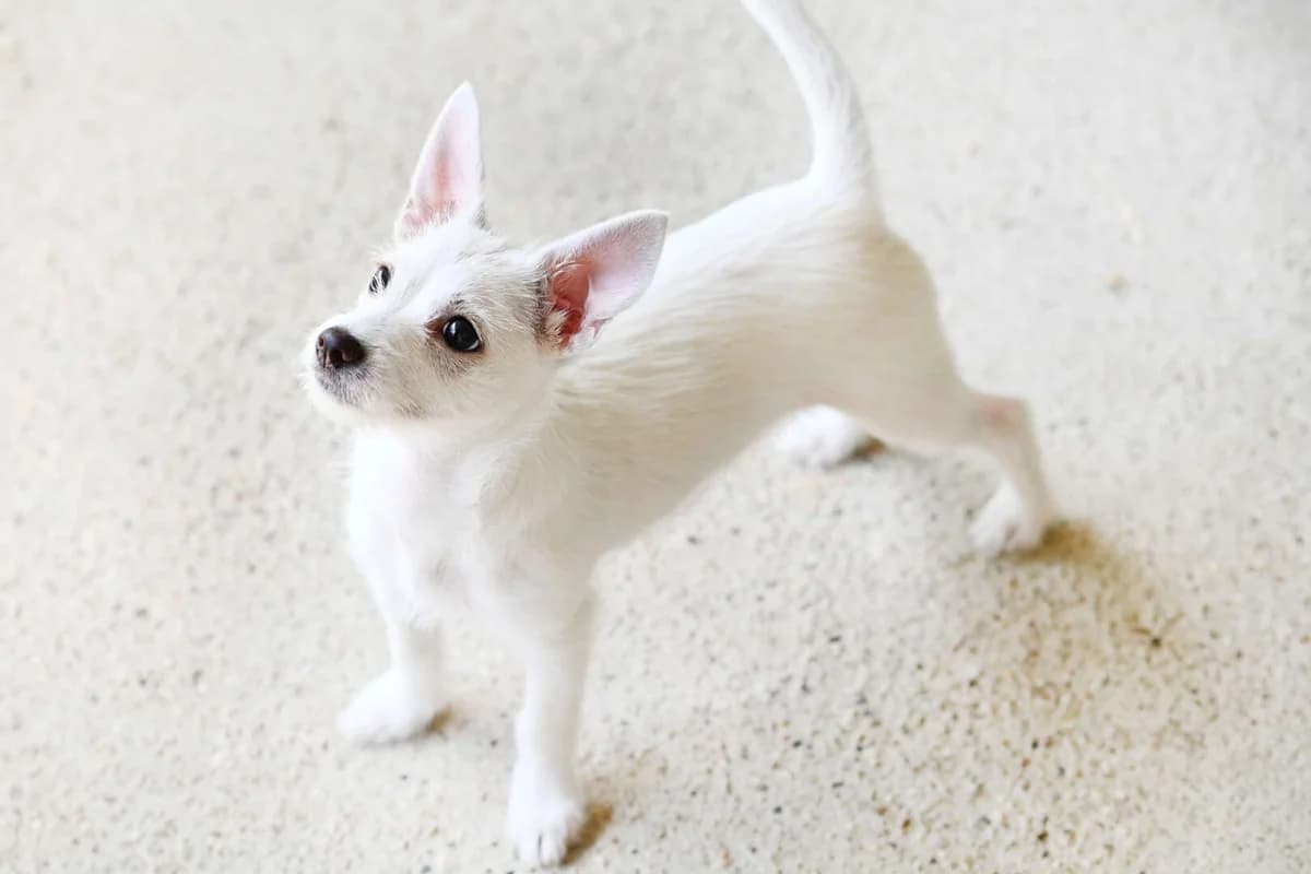 Lupita, female puppy Jack Russell Terrier for adoption at Tierheim Berlin, Berlin