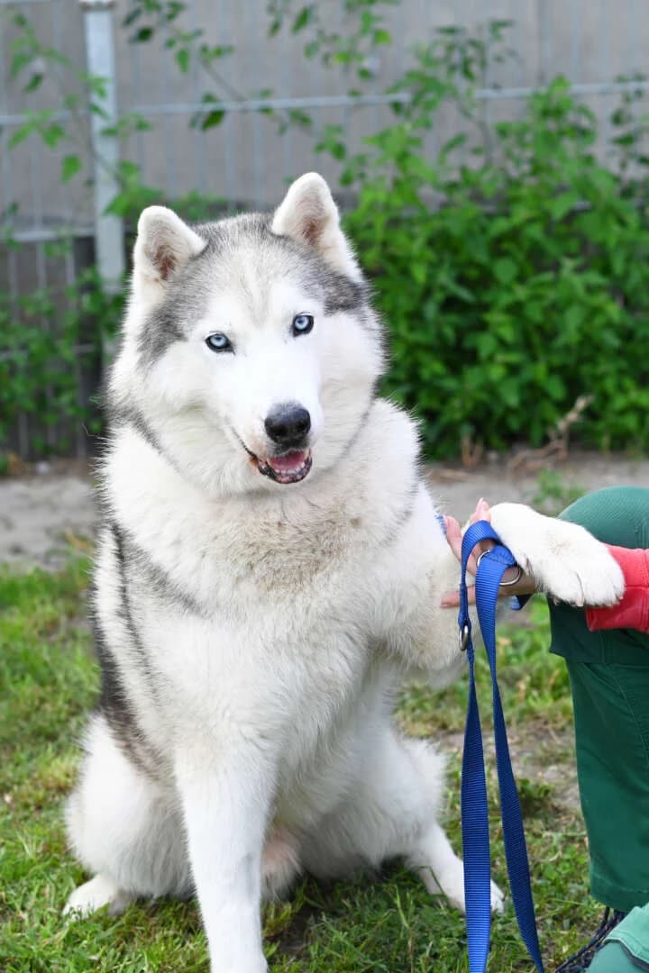 Marley, male senior Husky for adoption at Tierheim Berlin, Berlin