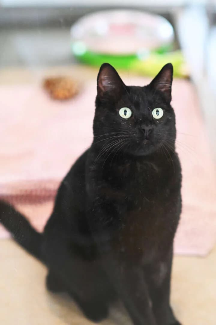 Max, male senior European Shorthair for adoption at Tierheim Berlin, Berlin