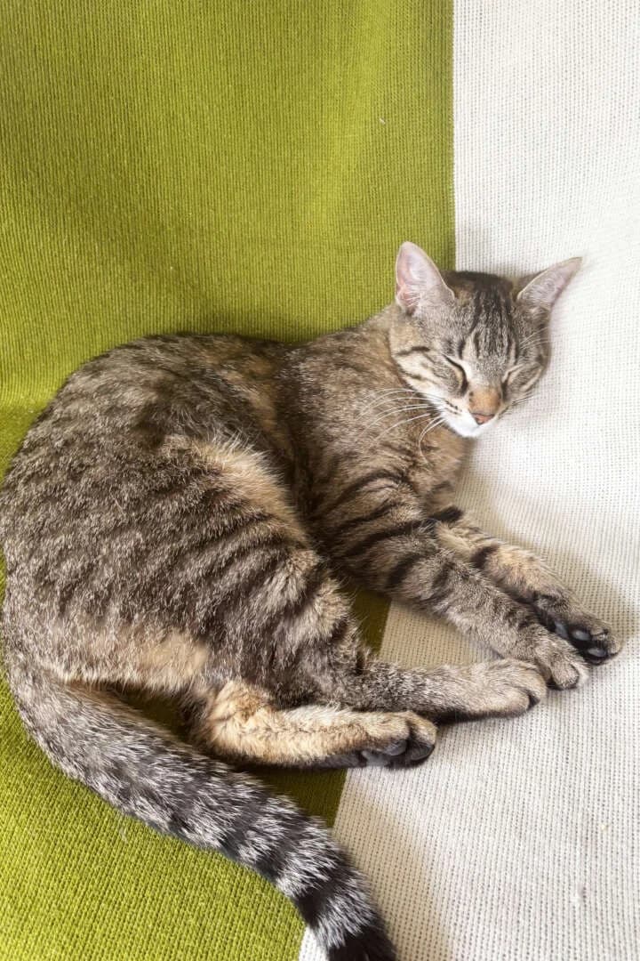 Millie, female young European Shorthair for adoption at Tierheim Berlin, Berlin