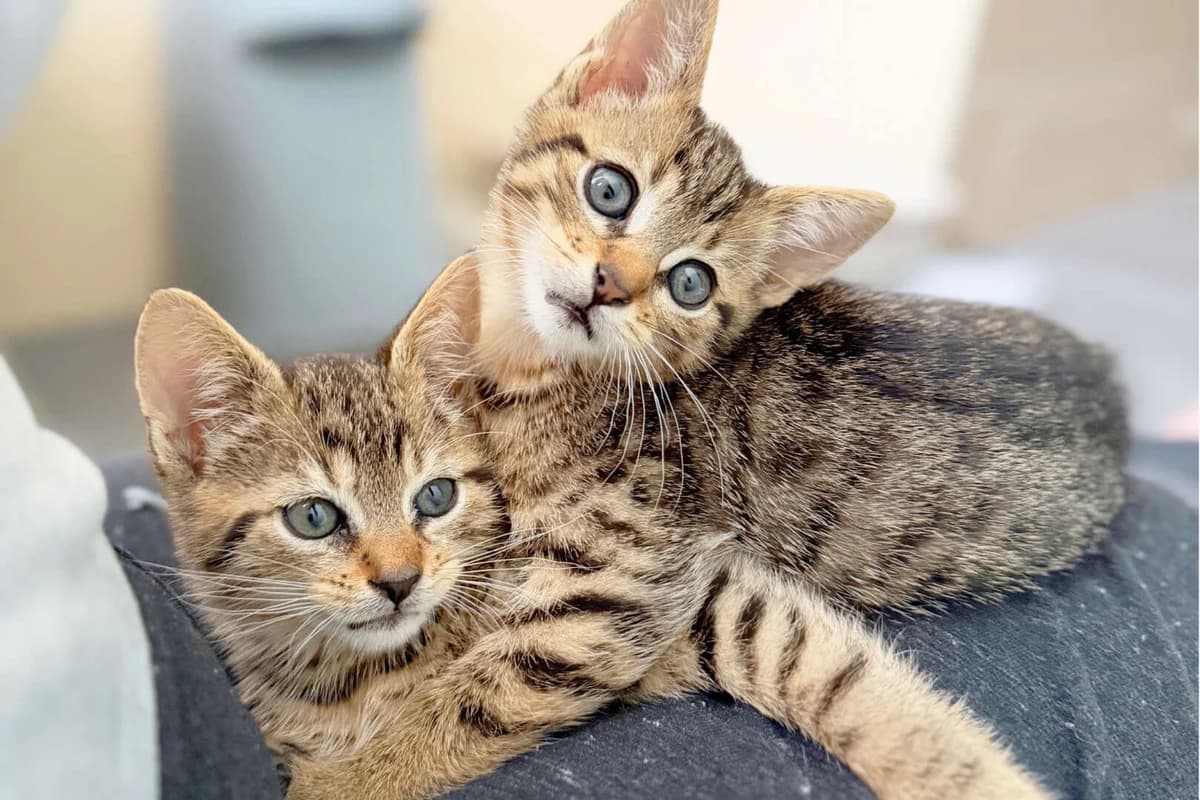 Moritz &, male puppy European Shorthair for adoption at Tierheim Berlin, Berlin