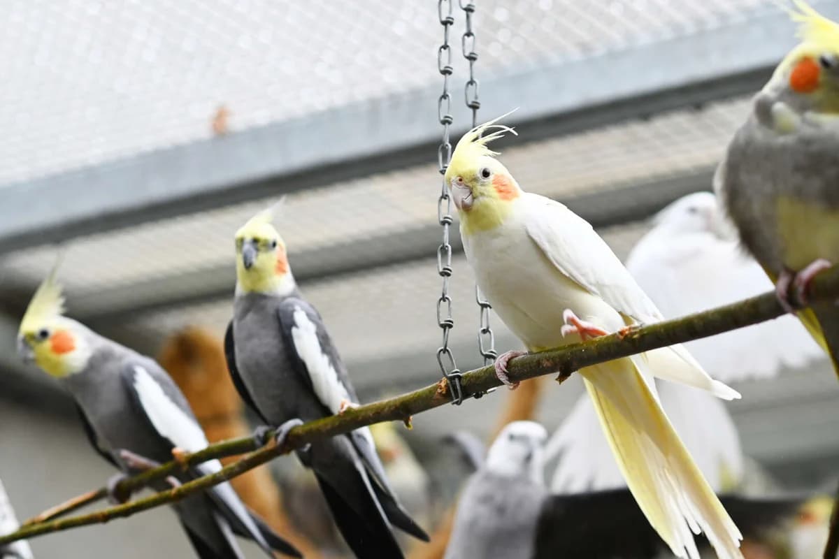 Nymphensittiche (Mykobakterien), 4yo mixed breed for adoption at Tierheim Berlin, Berlin