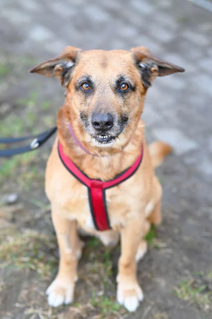 Odin, male senior German Shepherd for adoption at Tierheim Berlin Falkenberg, Berlin