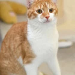 Oliver Twist, male 5yo European Shorthair for adoption at Tierheim Berlin, Berlin