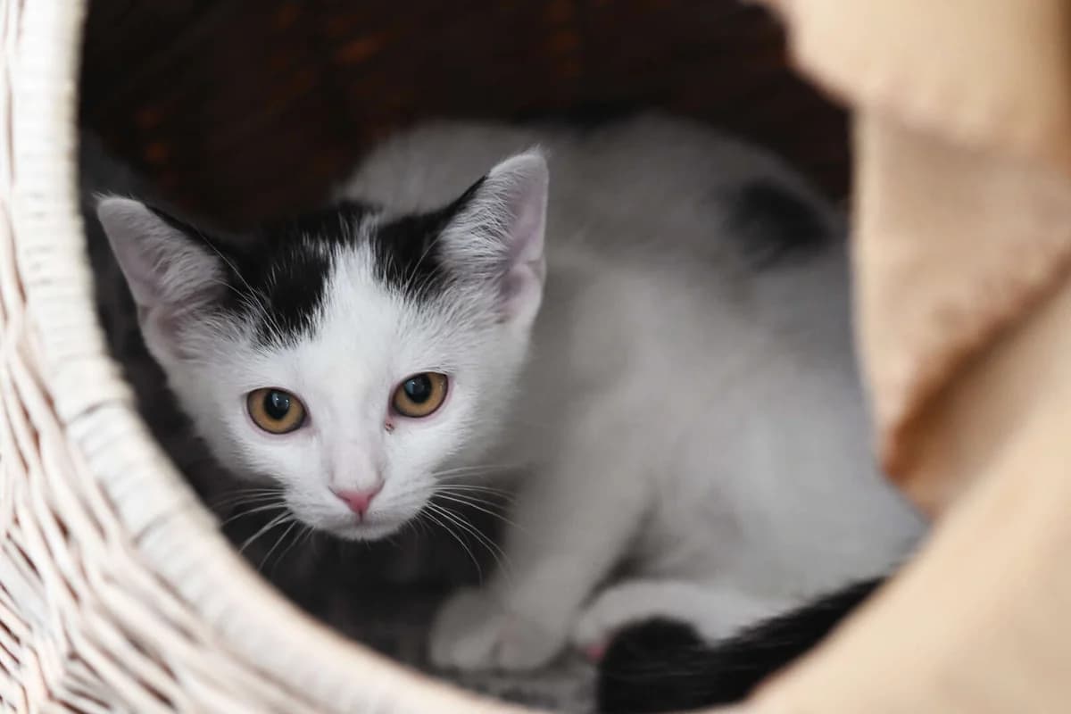 Orelia &, female puppy European Shorthair for adoption at Tierheim Berlin, Berlin