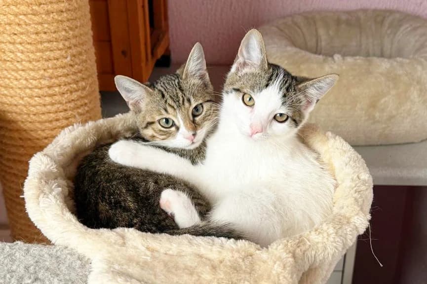 Patty & Pitty, female puppy European Shorthair for adoption at Tierheim Berlin, Berlin