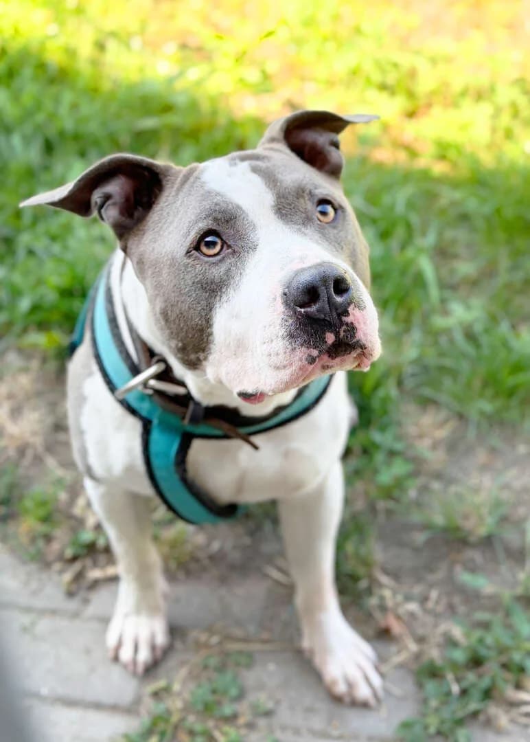 Picho, male 4yo Staffordshire Bull Terrier for adoption at Tierheim Berlin, Berlin