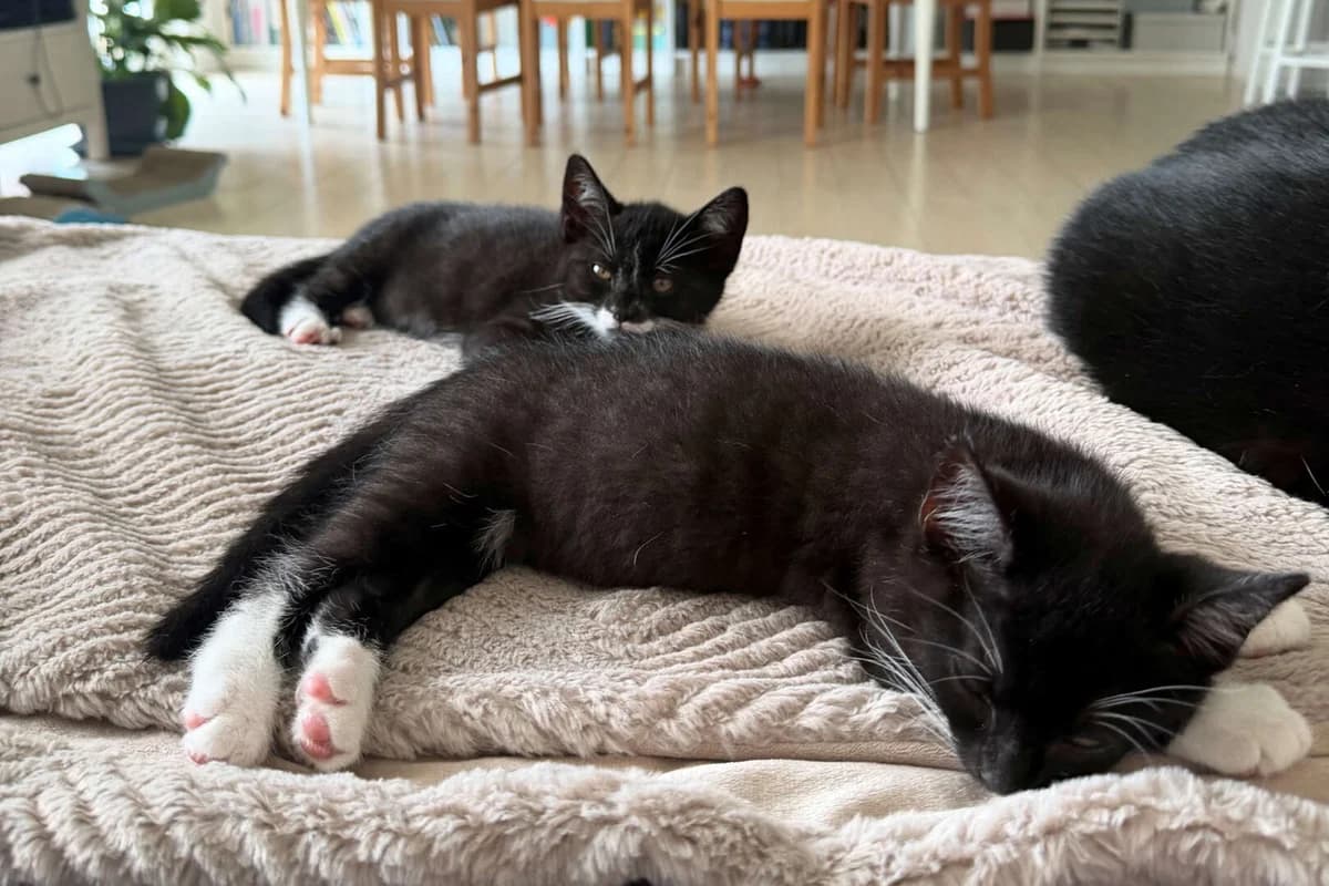 Pippa &, female puppy European Shorthair for adoption at Tierheim Berlin, Berlin