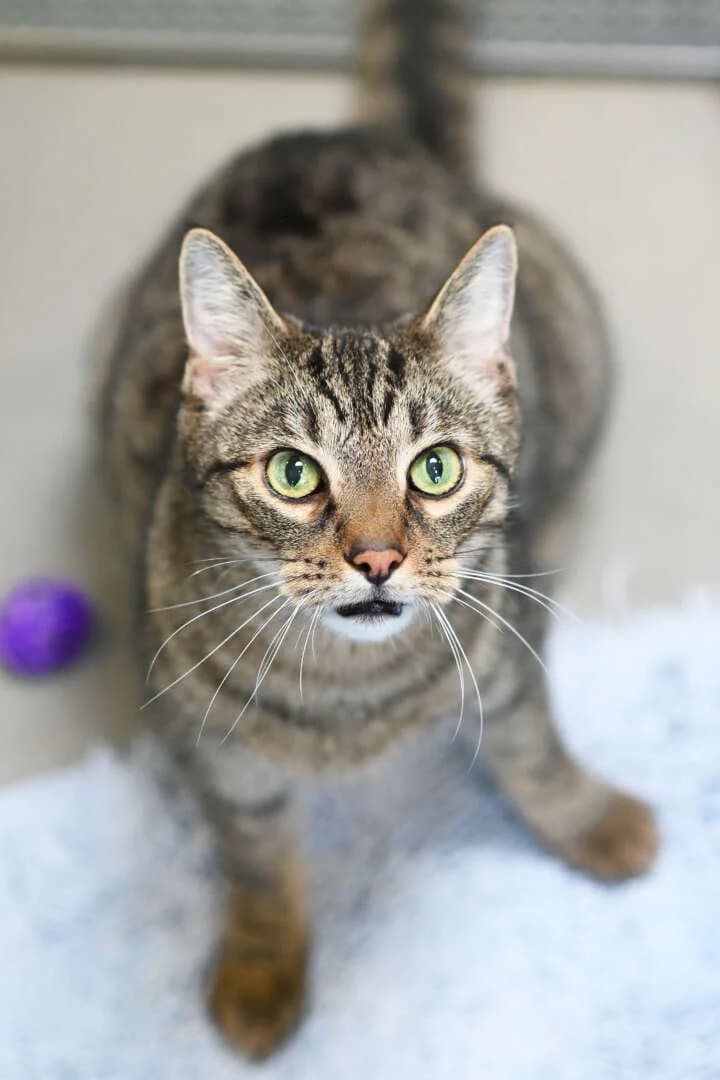 Pittiplatsch, male senior European Shorthair for adoption at Tierheim Berlin, Berlin