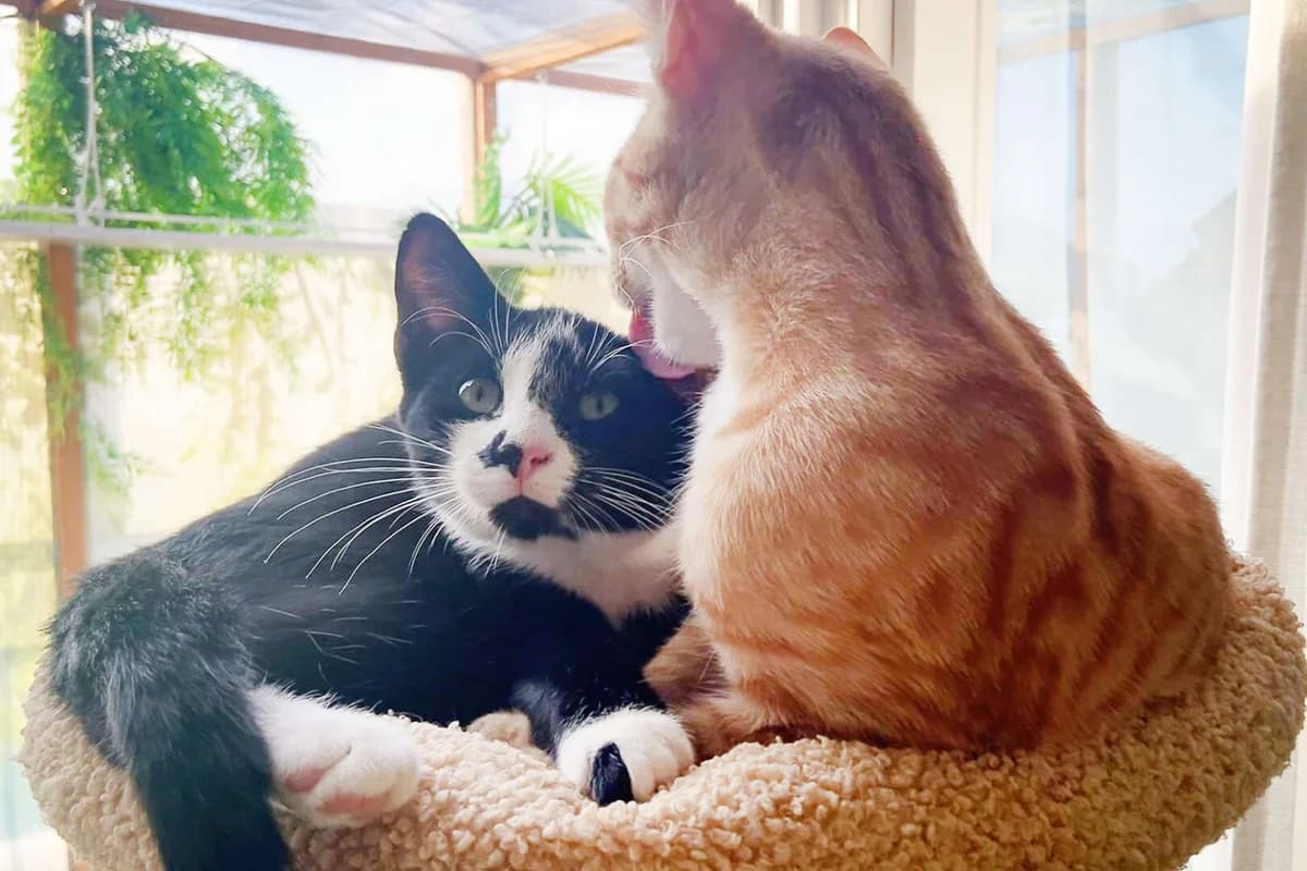 Polly & Paddy, puppy European Shorthair for adoption at Tierheim Berlin, Berlin