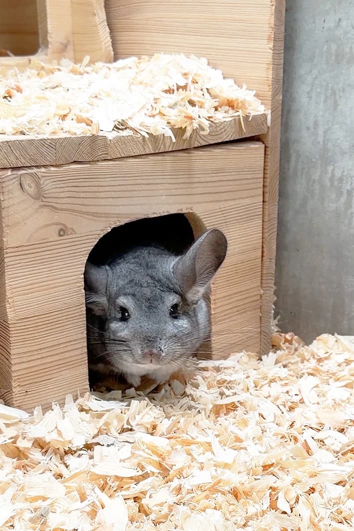 Poseidon, male 4yo Chinchilla for adoption at Tierheim Berlin, Berlin