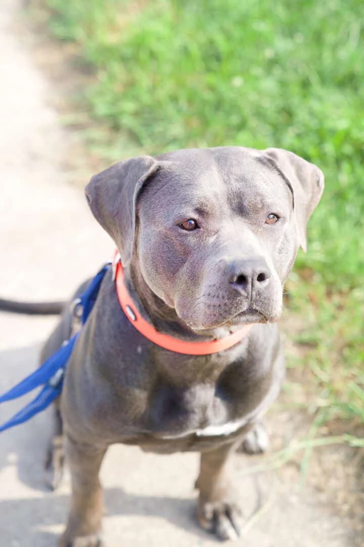 Ronja, female 3yo Staffordshire Bull Terrier for adoption at Tierheim Berlin, Berlin