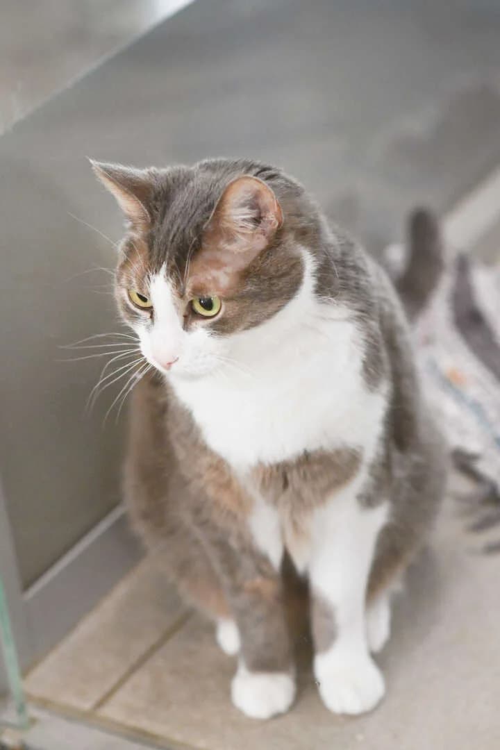 Ronny, male senior European Shorthair for adoption at Tierheim Berlin, Berlin