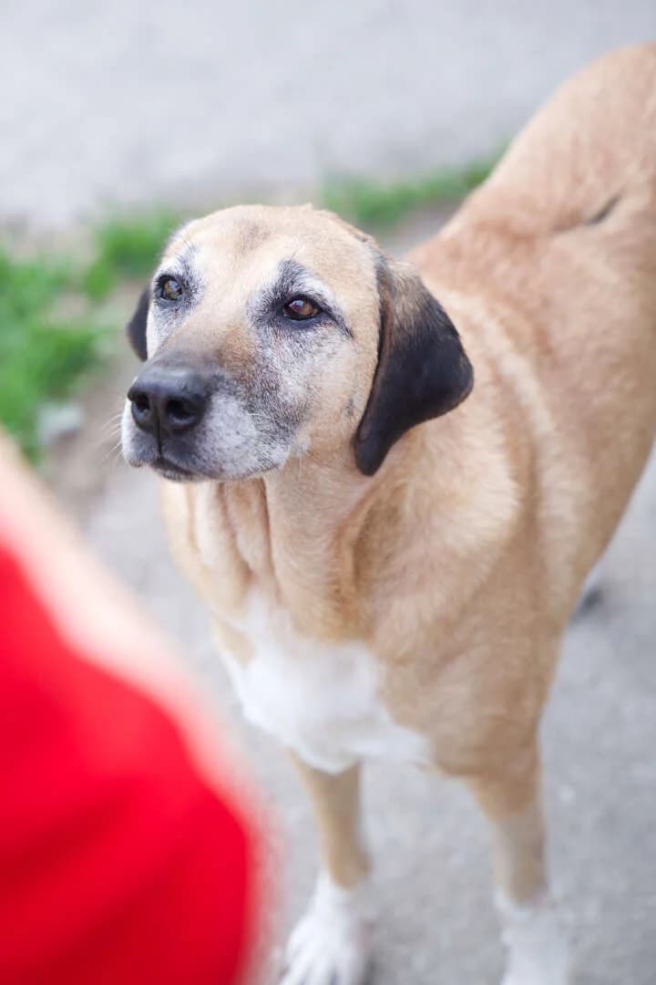 Sansa, female senior German Shepherd for adoption at Tierheim Berlin, Berlin