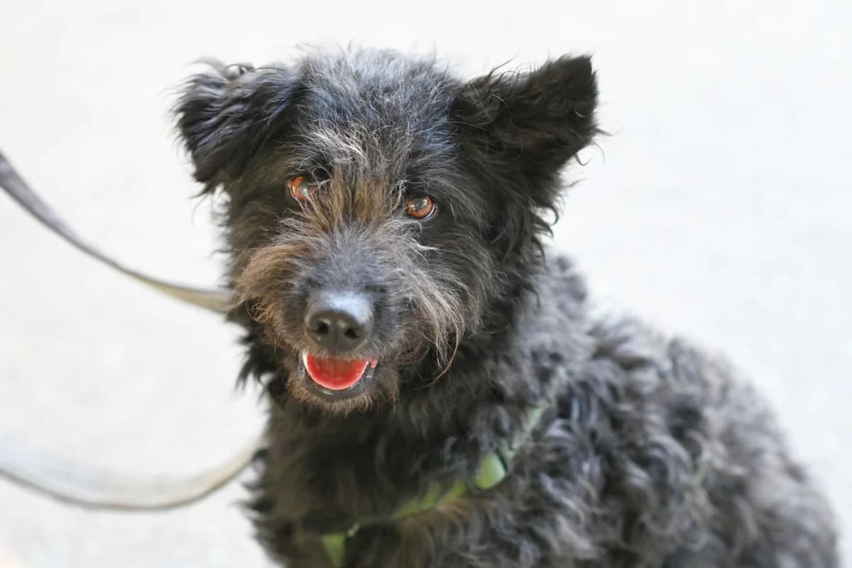 Selma, female 6yo mixed breed for adoption at Tierheim Berlin, Berlin