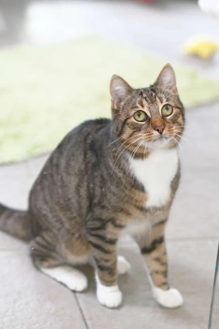 Sir Toby, PΓΌnktchen & Scarry, senior European Shorthair for adoption at Tierheim Berlin, Berlin