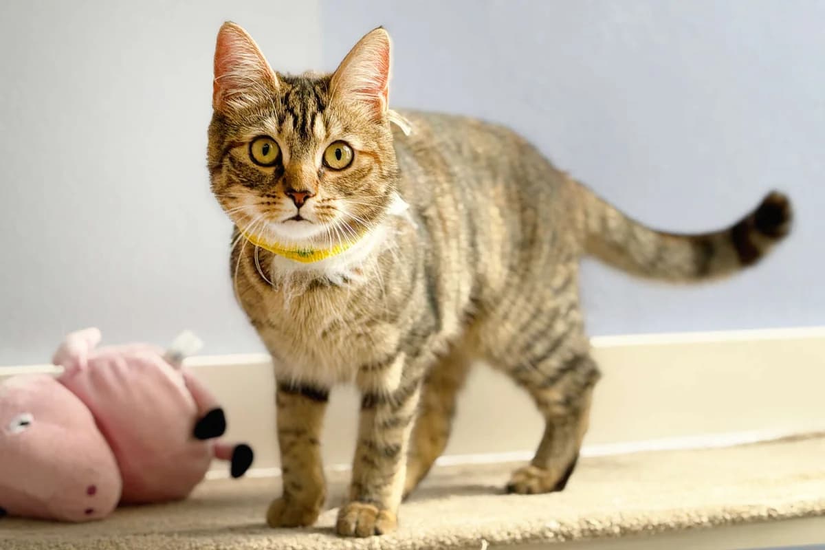 Thea &, female puppy European Shorthair for adoption at Tierheim Berlin, Berlin