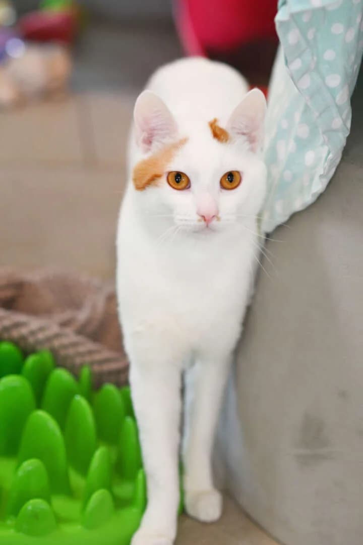 Udo, male young European Shorthair for adoption at Tierheim Berlin, Berlin