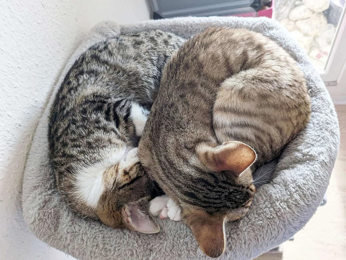 Wallace & Gromit, male young European Shorthair for adoption at Tierheim Berlin, Berlin