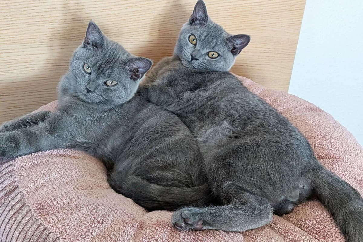 Wendy & Wally, puppy Scottish Fold for adoption at Tierheim Berlin, Berlin