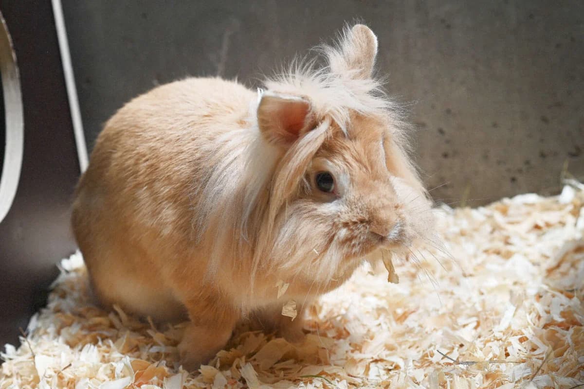 Yoshi &, weiß 4yo mixed breed for adoption at Tierheim Berlin, Berlin