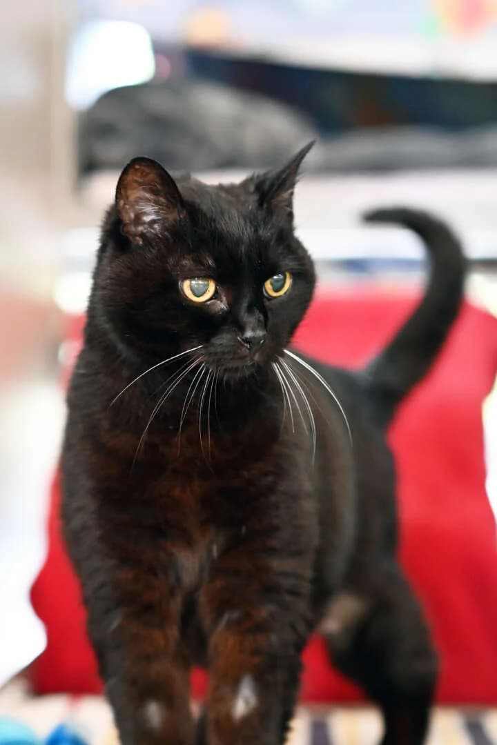 Fienchen, female senior European Shorthair for adoption at Tierheim Berlin Falkenberg, Berlin