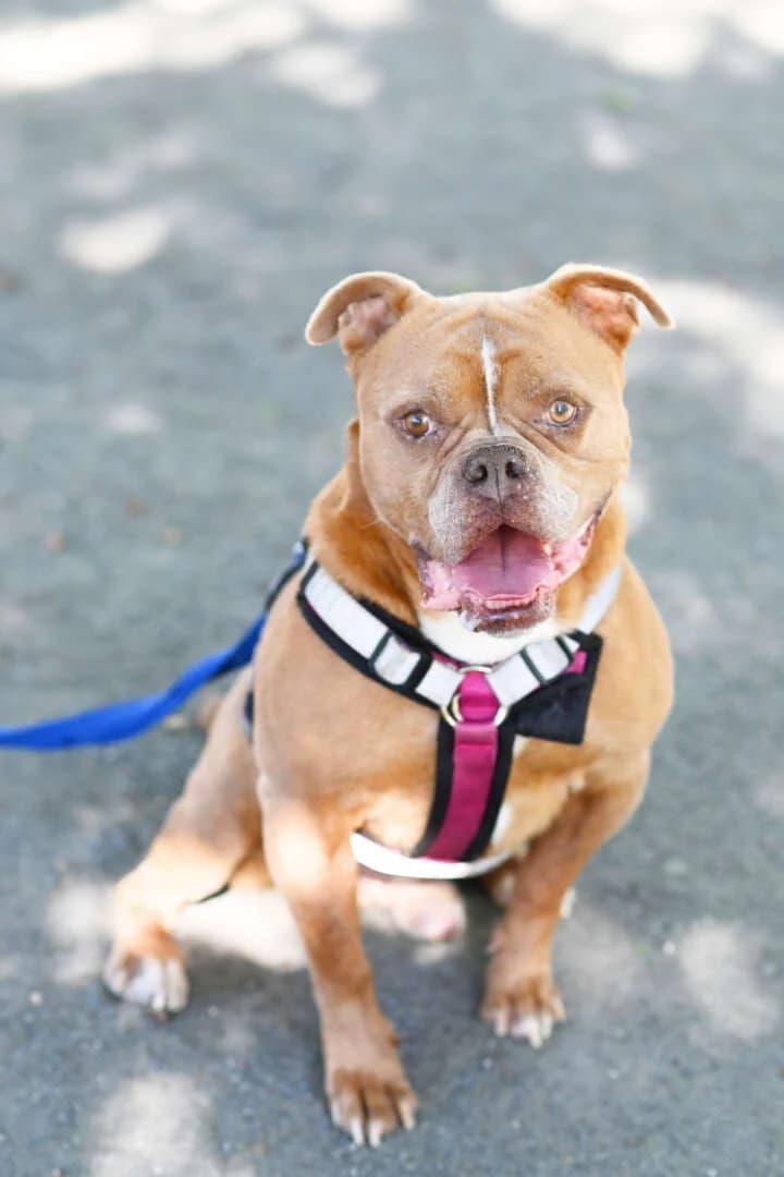 Joseph, male senior English Bulldog for adoption at Tierheim Berlin Falkenberg, Berlin
