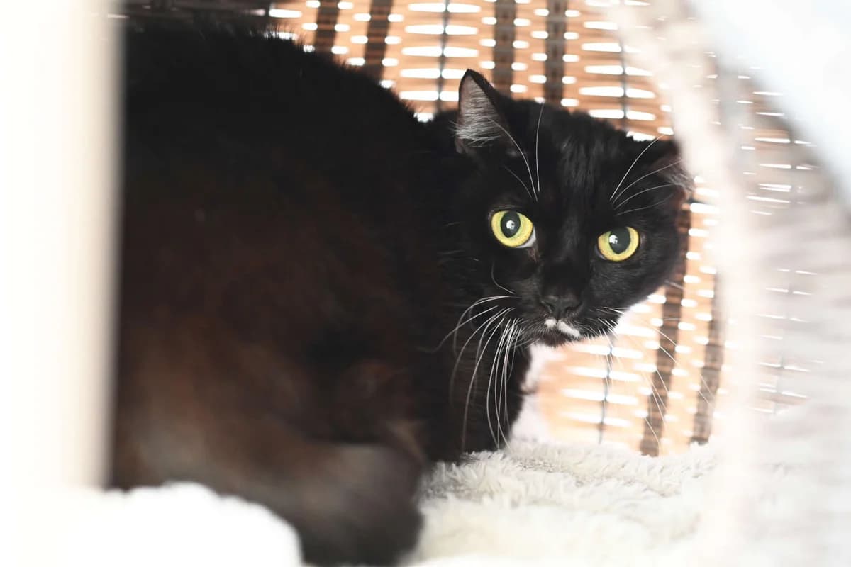 Charlie Chaplin & Coco Chanel, European Shorthair for adoption at Tierheim Berlin Falkenberg, Berlin